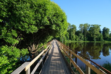 Fototapeta premium wooden bridge in the forest