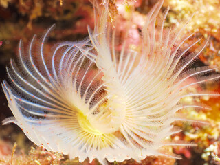 fish underwater, Mediterranean Sea,