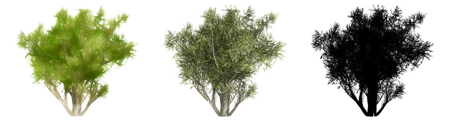 Set or collection of Olive Shrub trees, painted, natural and as a black silhouette on white background. Concept or conceptual 3d illustration for nature, , ecology and conservation, strength