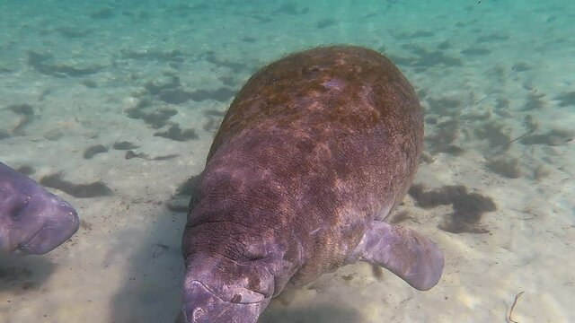 A wild young West Indian Manatee breathes at the surface before greeting its playmate to check out a snorkeler's bare feet.