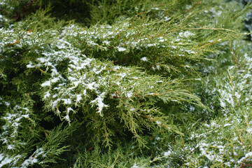 Thin layer of snow on branches of juniper with immature male cones in mid December