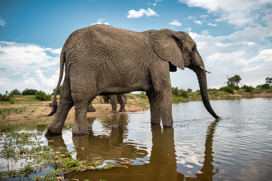 Adult elephant standing in the watering hole in Bela Bela, Limpopo