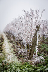 Pieds de vigne gelé en hiver. 
Vignoble Français recouvert de blanchie par le givre hivernal.