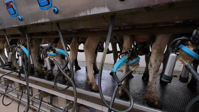 cows in the milking parlor while collecting milk