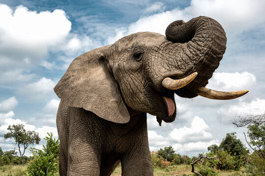 Close-up of an adult elephant in Bela Bela, Limpopo