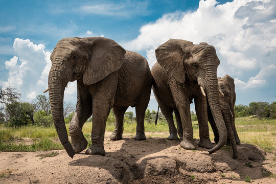 Adult elephants standing near the watering hole in Bela Bela, Limpopo