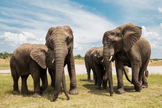 Adult elephants standing near the watering hole in Bela Bela, Limpopo