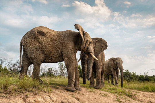 Adult elephants standing near the watering hole in Bela Bela, Limpopo