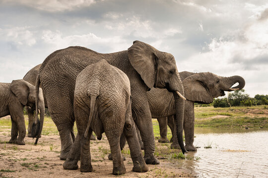 Herd of  elephants standing and drinking from the watering hole in Bela Bela, Limpopo