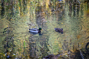 Pair ducks swimming together in pond lake. Mallard ducks family in water with green reflections.