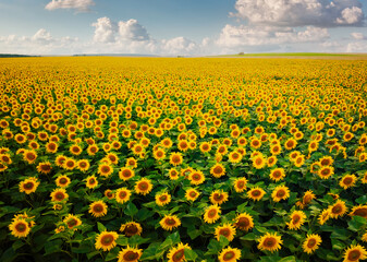 Field with bright yellow sunflowers in sunny day. Ukraine agricultural region.
