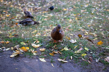 Female duck walking in the park and looking for food. Bird duck eyes looking in camera.