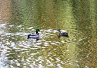 Pair ducks swimming together in pond lake. Mallard ducks family in water with green reflections.