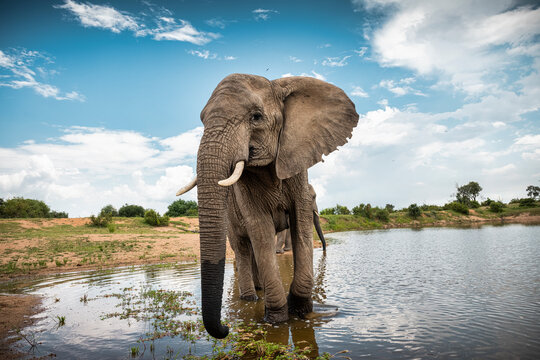 Adult elephant standing in the watering hole in Bela Bela, Limpopo