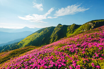 Splendid landscape in sunny summer day with pink rhododendron flowers. Carpathian mountains,...