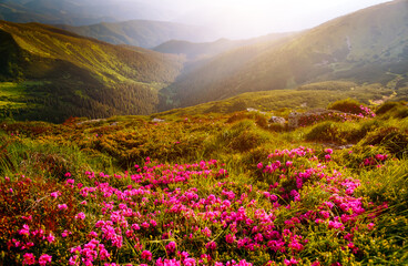 Fototapeta na wymiar Splendid landscape in sunny summer day with pink rhododendron flowers. Carpathian mountains, Ukraine.