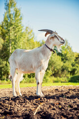 Fototapeta premium white grey goat standing in field