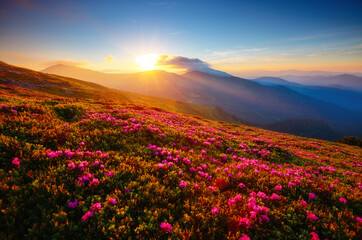 Fototapeta na wymiar Attractive summer sunset with pink rhododendron flowers. Carpathian mountains, Ukraine.