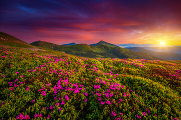 Picturesque summer sunset with rhododendron flowers. Carpathian mountains, Ukraine.