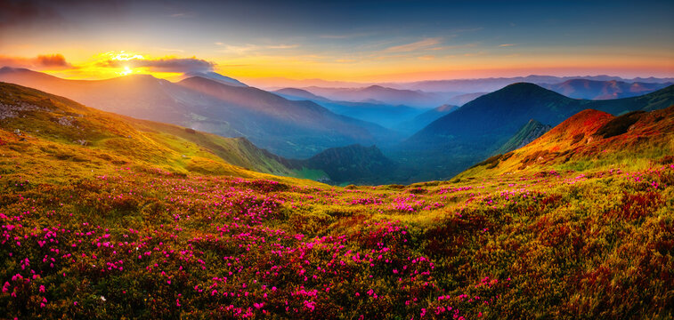 Attractive summer sunset with pink rhododendron flowers. Carpathian mountains, Ukraine.