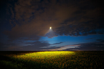 The drone illuminates a sunflower field under night sky.