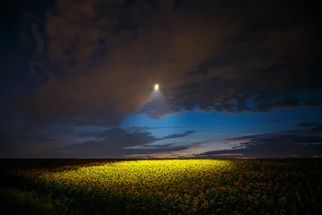 Fotobehang The drone illuminates a sunflower field under night sky. © Leonid Tit