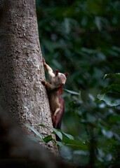 Giant Indian Squirrel posing next to a tree