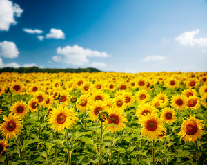 Attractive scene of vivid yellow sunflowers in the sunny day. Location Ukraine, Europe.