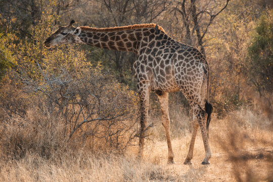 Giraffe grazing in the bushes of Xidulu Private Lodge, Limpopo
