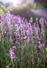 Fototapeta premium Selective focus Lavender flowers at sunset rays, Blooming Violet fragrant lavender flower summer landscape. Growing Lavender, harvest, perfume ingredient, aromatherapy. Lavender field lit by sunlight