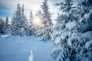Spectacular snow-covered spruces on a frosty sunny day. Carpathian mountains, Ukraine.