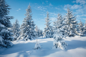 Spectacular snow-covered spruces on a frosty sunny day. Carpathian mountains, Ukraine.