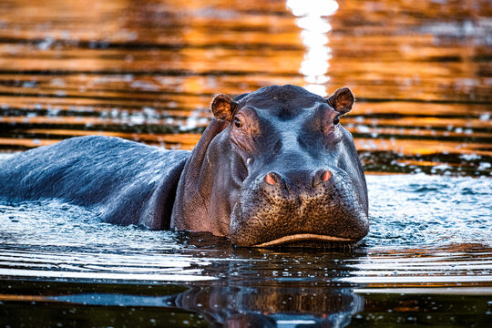 A hippo swimming in the river in the Xidulu Private Lodge, Limpopo