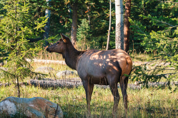 Female Elk or Wapiti of one of the largest species in the forest