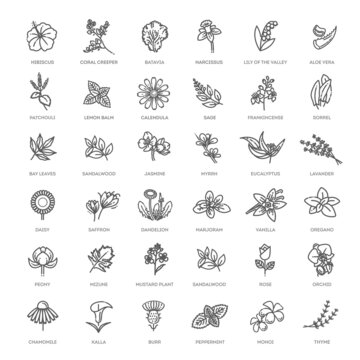 Set of flowers and herbs icon in flat design. Vector collection