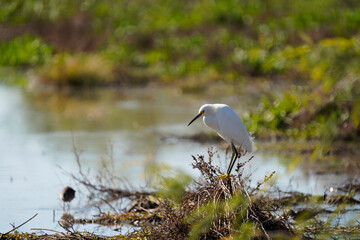 Snowy Egret