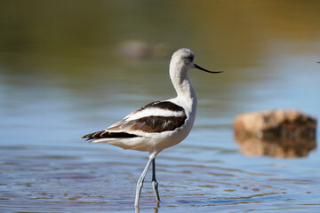 American Avocet