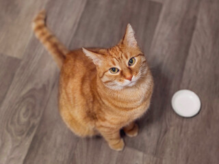 Ginger tabby cat waits for food near empty bowl. Serious pet looks on pet owner. Feeding time. Top view on hungry domestic animal. - 472232079