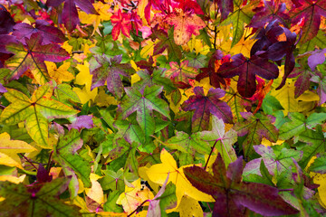 autumn leaves in the park