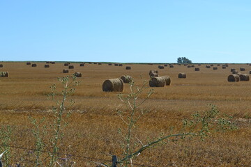 Obraz premium Campo con fardos