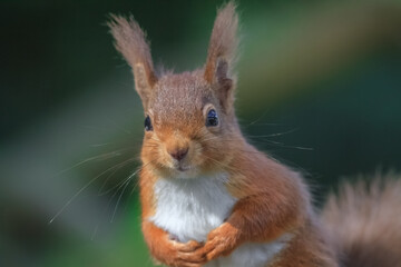 Close up of red squirrel 