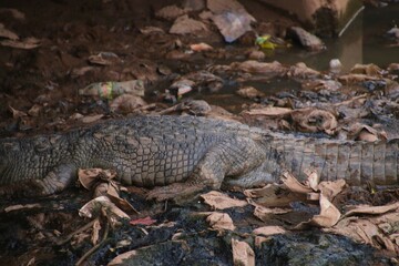 le crocodile se repose sous le pond de la forùet classée de ouagadougou.