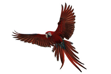 macaw parrot flying isolated on white background.