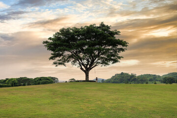 Beautiful landscape with lone tree stands in a green field.