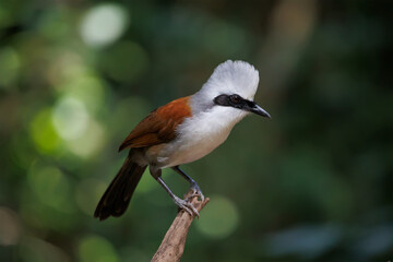 White-crested Laughingthrush perching on a perch looking into a distance