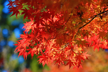 Naklejka na ściany i meble close-up of beautiful colorful Maple leaves,red and golden leaves growing on the branches of the Maple tree at sunny autumn