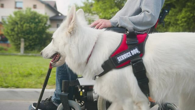 Tracking close up shot of a service dog, mobility assistance dog in the walk with a disabled person in a wheelchair.