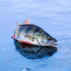 River perch, caught on winter fishing, lies on the ice