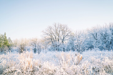 Trees and bushes in a beautiful white hoarfrost on a blue sky background. Winter forest in the snow