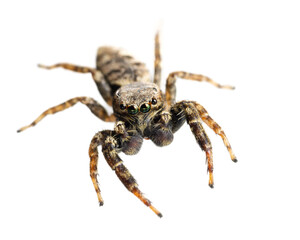 jumping spider ( Marpissa muscosa ) front view of living spider isolated on white background